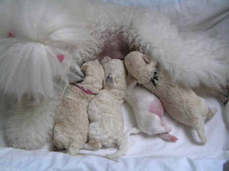 11. den BOOTES 360 g, BOREAS 367 g, CRISTIAN 272 g, BECRUX 385 g